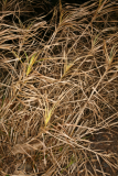 Carex muskingumensis 'Oehme' RCP12-08 052.jpg